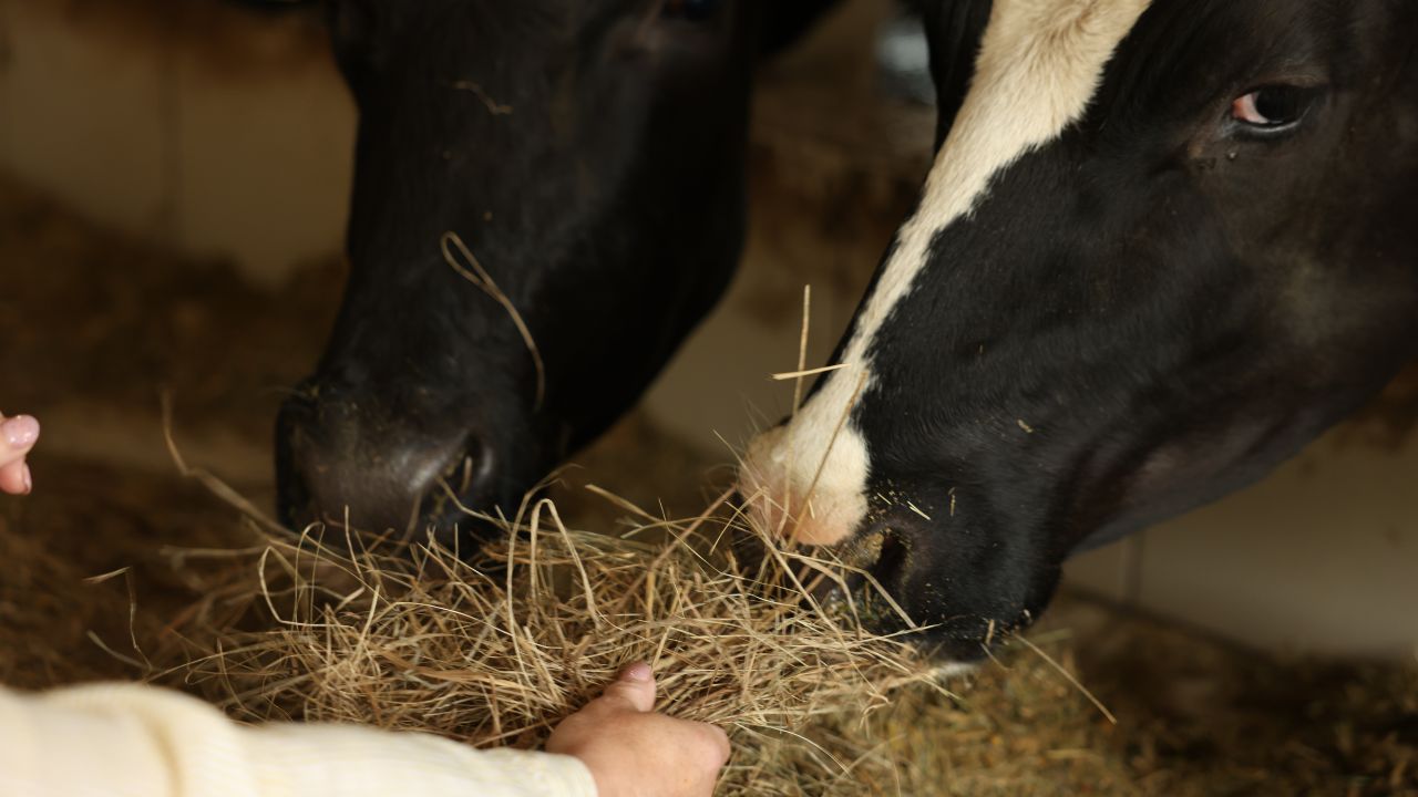 Feed Balanced Diet Not Just Fodder Animals Remain Healthy And Dairy Income Increase Rapidly