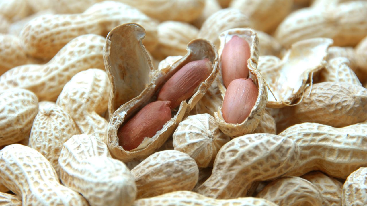 80 दिन में तैयार होगी मूंगफली, गर्मी में खाली खेत किसानों के लिए बन सकते हैं बंपर मुनाफे का जरिया