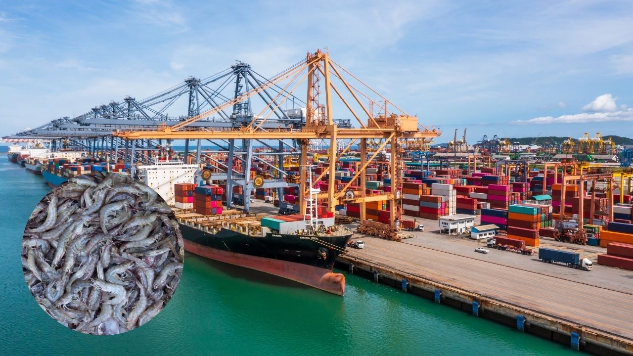 सीफूड एक्सपोर्ट में भारत का जलवा…अमेरिका से जापान तक बढ़ी मांग, झींगा बना सबसे बड़ा कमाई का जरिया