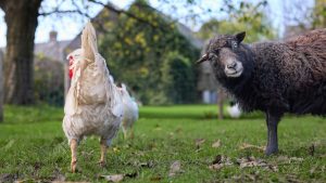 पशुपालकों के लिए एडवाइजरी, अप्रैल में टीकाकरण जरूर करवाएं.. मेमनों को नहीं होगा रोग