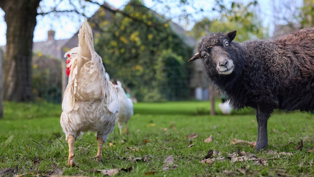 पशुपालकों के लिए एडवाइजरी, अप्रैल में टीकाकरण जरूर करवाएं.. मेमनों को नहीं होगा रोग
