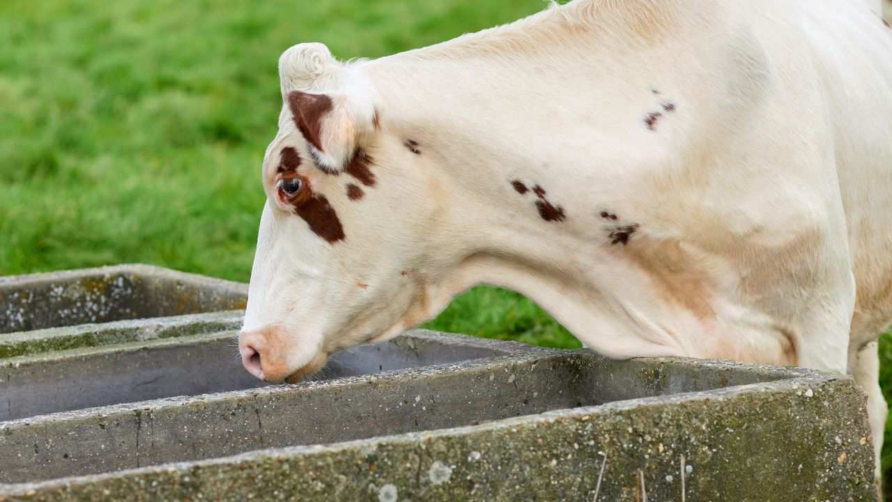 If You Want Increase Your Milk Production Pay Attention To Your Animal Diet