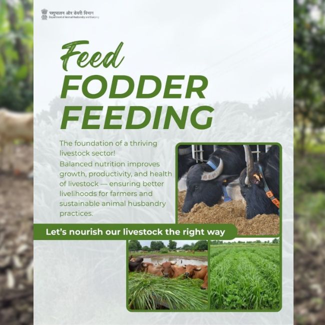 Dairy Farming, Balanced Nutrition, Feed and Fodder, Milk Production, Animal Health