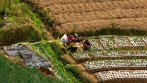 फसल खराब हुई तो अब मिलेगा 50,000 तक मुआवजा, हरियाणा सरकार ने किसानों को दी बड़ी राहत