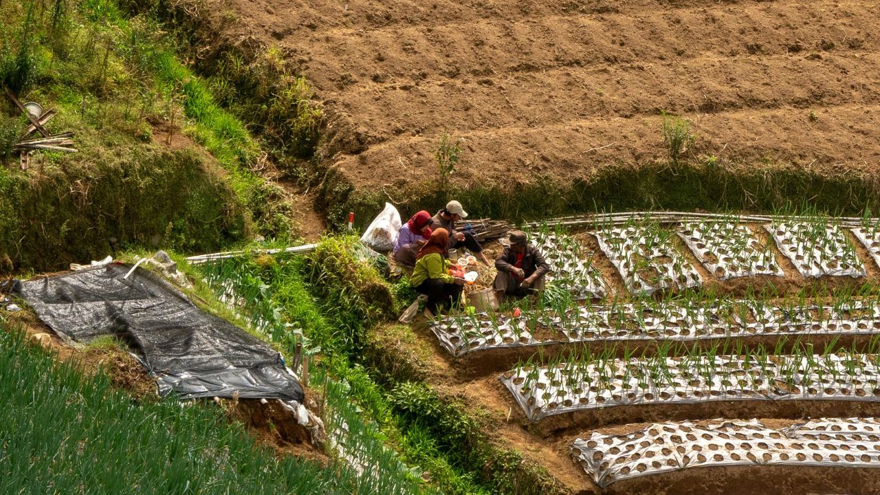 Haryana Government Gives Major Relief Farmers Providing Compensation Up Rs 50000 For Crop Damage