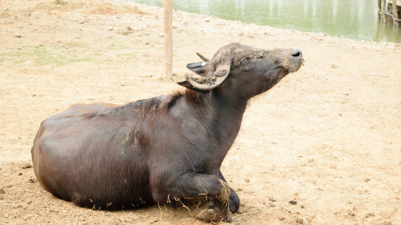 Bhains Kharid Yojana Madhya Pradesh Govt Scheme To Provide High Quality Murrah Bull On 75 Percent Subsidy To Improve Breeds