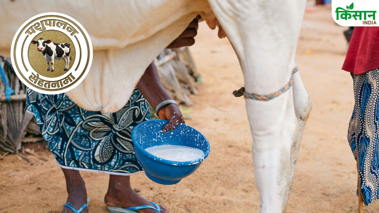 Dairy Animal Care High Milk Cows And Buffaloes Pose Significant Threat Protect Your Animals Like This