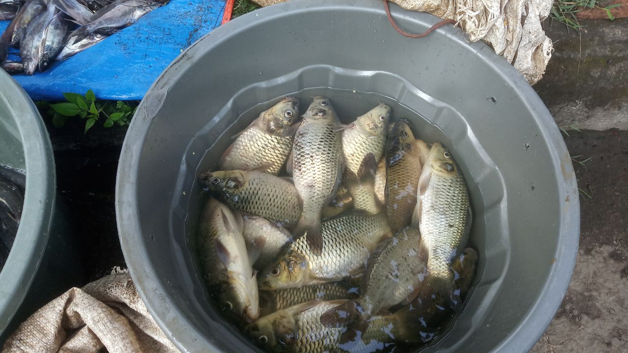 April Alert For Fish Farmers Government Issues Important Guidelines Protect Fish From Oxygen Shortages And Disease