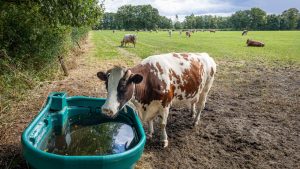 गर्मी में पशुओं की वॉटर फीडिंग टाइमिंग सही होना जरूरी, कहीं घट न जाए दूध और बीमार न हो जाए पशु