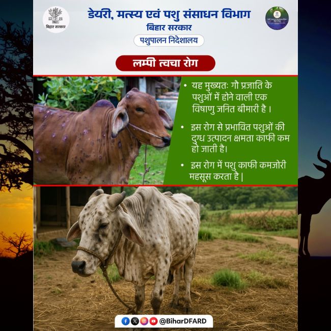 Lumpy Skin Disease, Cattle Health, Dairy Farming, Animal Vaccination, Bihar Livestock