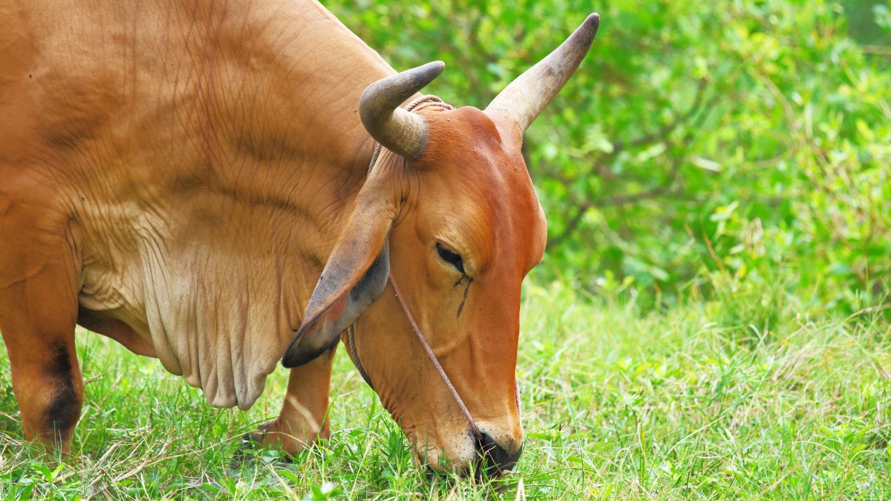 Livestock Farmers Avoid This Mistake April Mineral Deficiencies Lead Animals Licking Soil Which Affect Milk Production