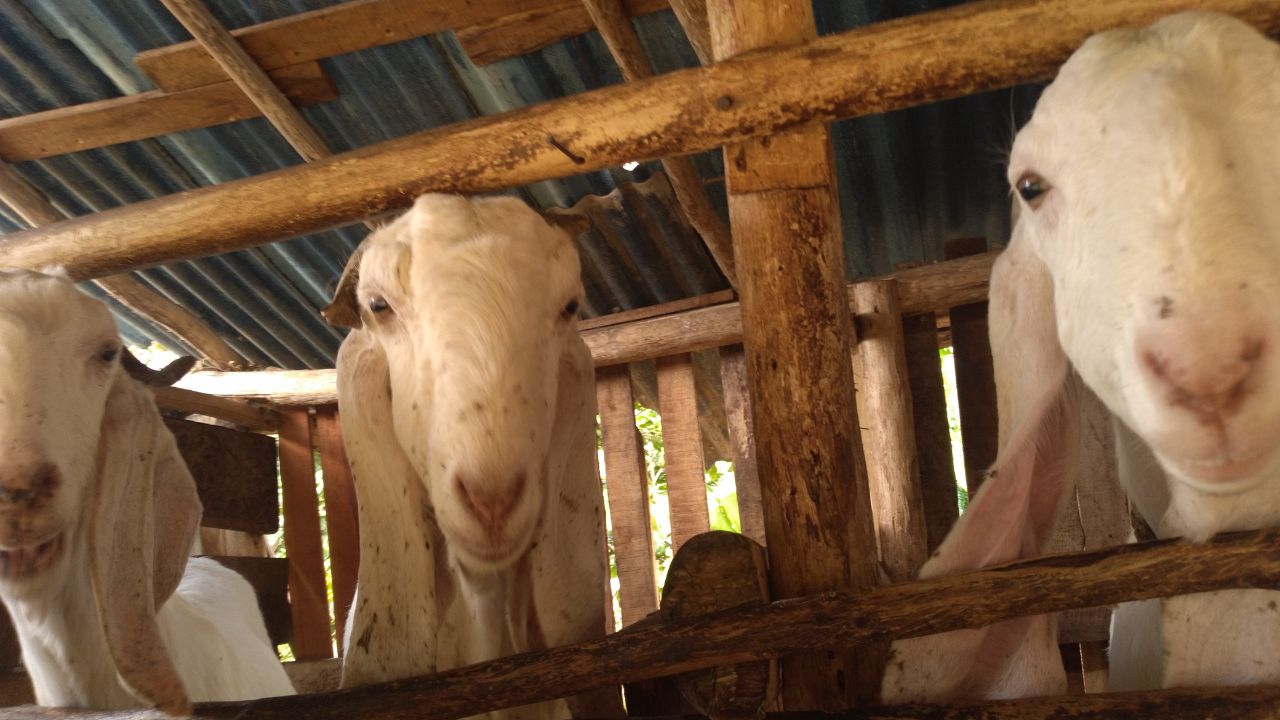 Making These Mistakes In Goat Rearing Result In Increased Mortality Reduced Weight And Significant Profits