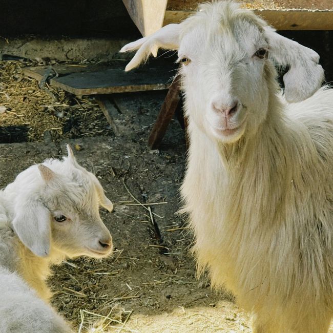 Goat Farming, Animal Health, Livestock Profit, Vaccination Tips, Balanced Feed