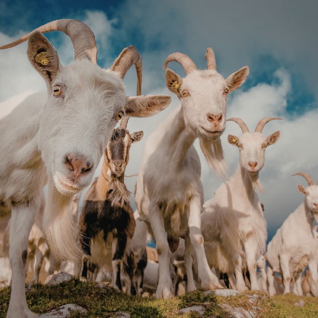 Goat Farming, Animal Health, Livestock Profit, Vaccination Tips, Balanced Feed
