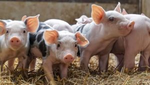 वैज्ञानिकों की नई क्रॉस ब्रीड ने बदली पशुपालकों की किस्मत, MP के सूकरों की मणिपुर और असम तक बढ़ी मांग