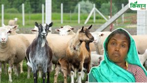 Goat Farming: यूपी सरकार की ट्रेनिंग से बदलेगी गुड्डी देवी की किस्मत, बकरी पालन से अब हो रही बंपर कमाई!