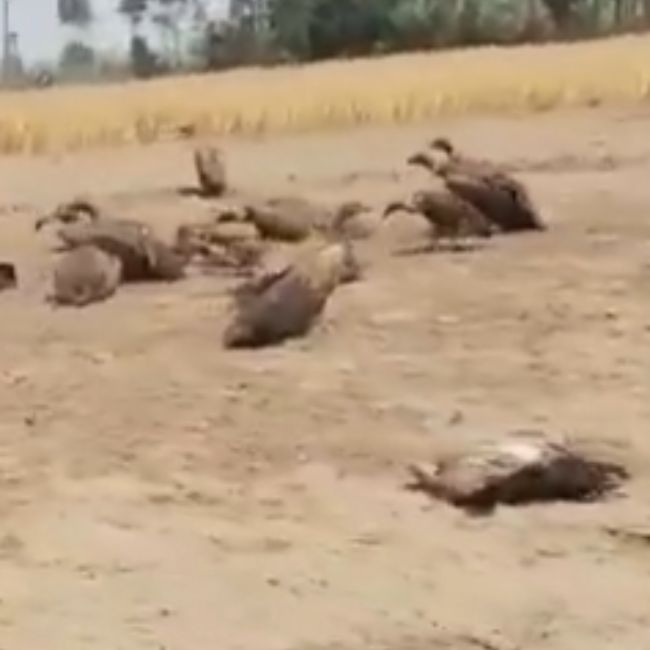 Lakhimpur Kheri, Vulture Death, Dog Meat, Environmental Incident