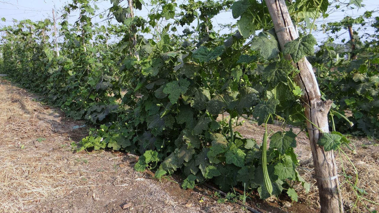 Cultivation Ridge Gourd Using Scaffolding Method Work Wonders Harvesting Begin Month And Farmers Reap Handsome Profits