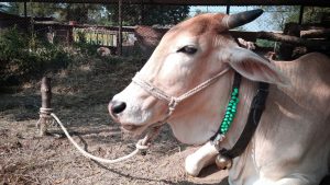 भीषण गर्मी से पहले पशुपालक कर लें ये तैयारियां, पशु नहीं होंगे बीमार और दूध भी बढ़ेगा