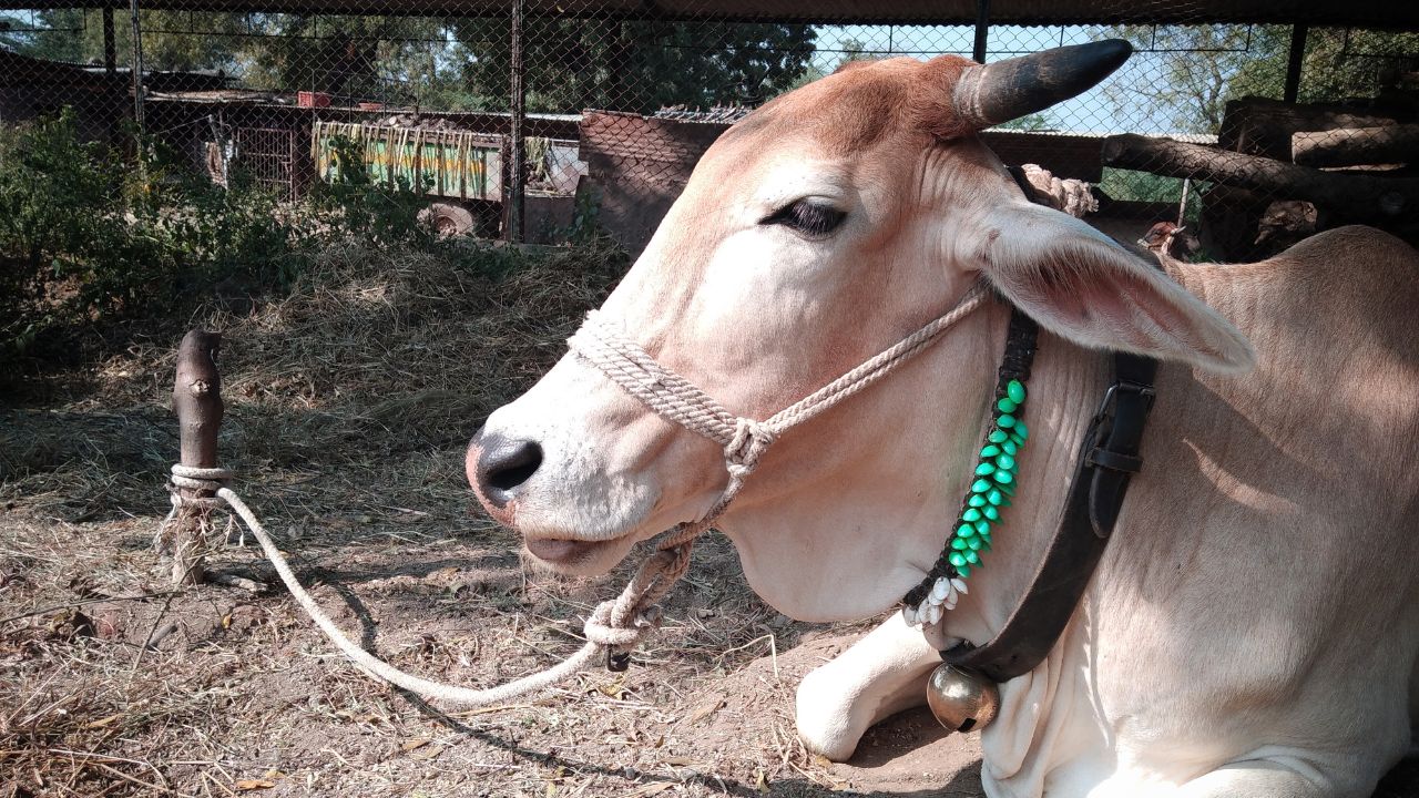 Scorching Heat Wreaking Havoc If Left Unchecked Livestock Sick Milk Production Decline And Losses Could Mount