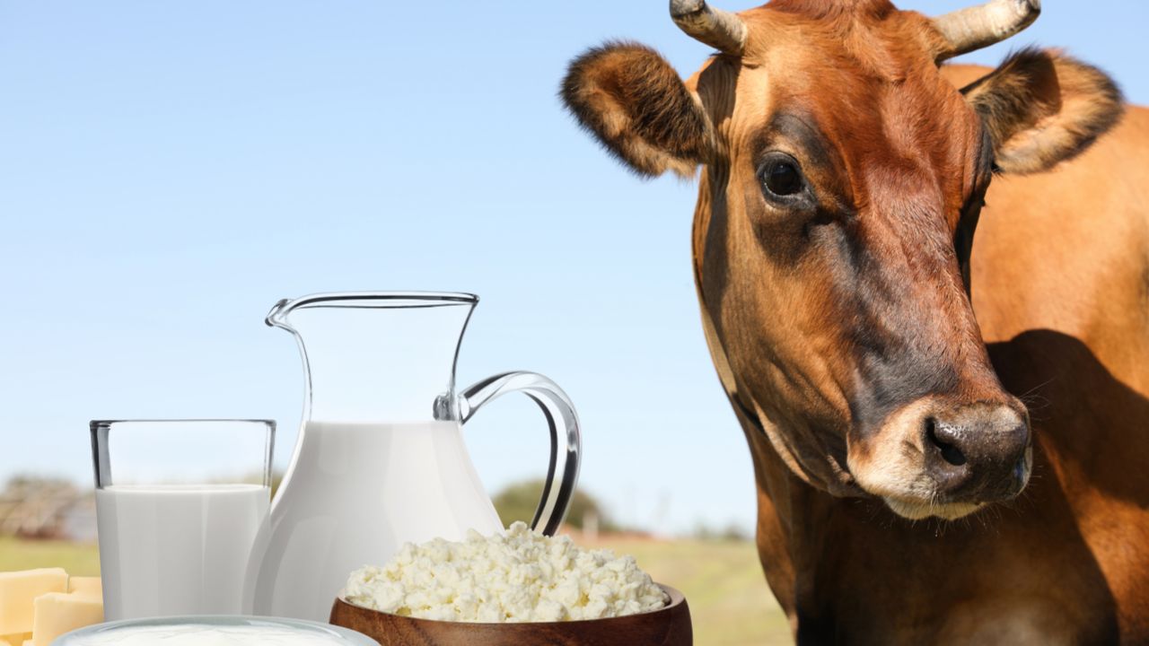 Mp Government A Major Dairy Plan With The Nddb From Milk Dung