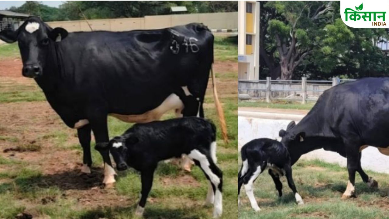 Female Calf Born From A 10 Year Old Embryo In India At Centre Excellence Animal Husbandry Bengaluru