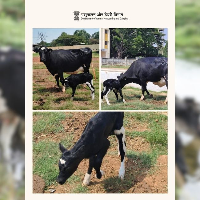 Frozen Embryo, IVF Technology, Animal Breeding, Dairy Innovation, Genetic Improvement