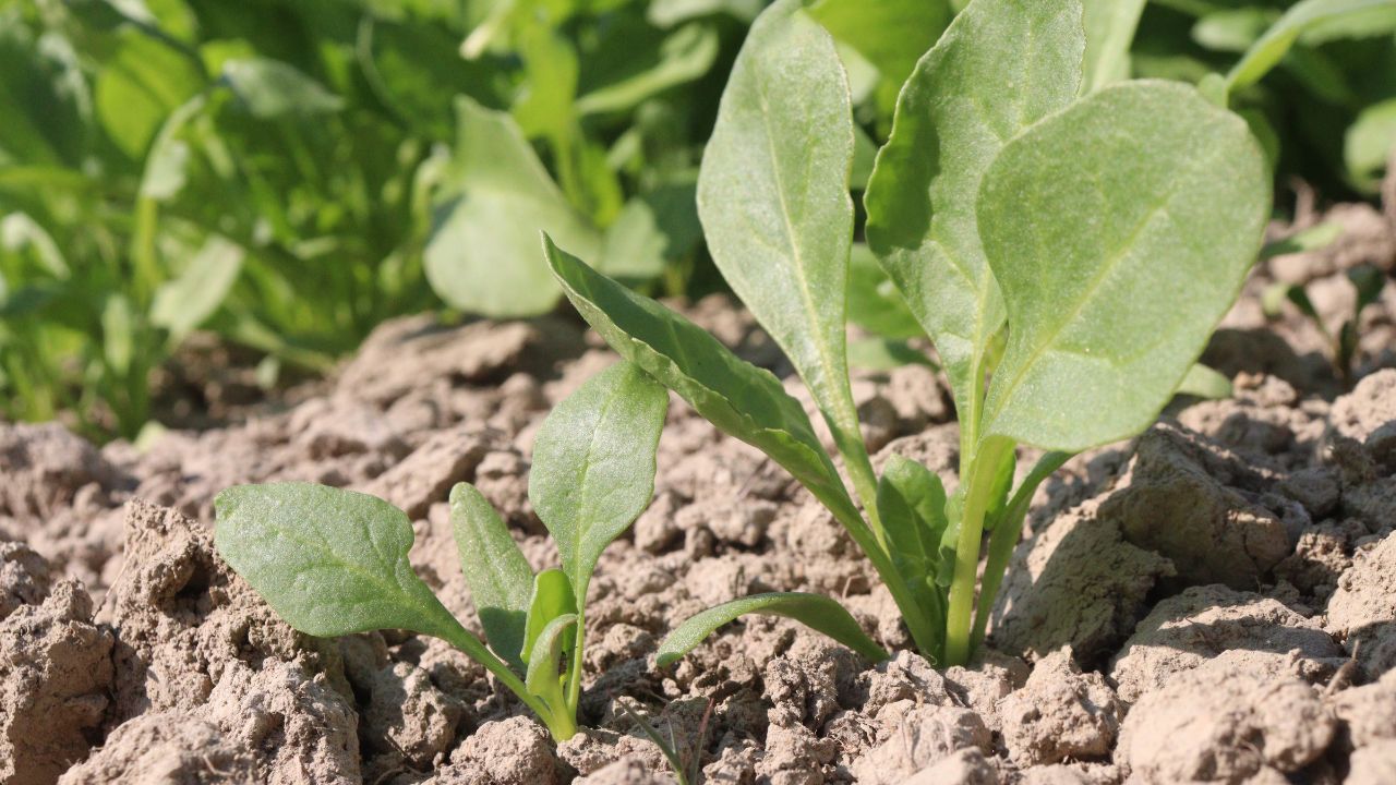 Start Cultivating These Green Vegetables In Summer Season Harvest Them In 25 Days And Earn Big In Market