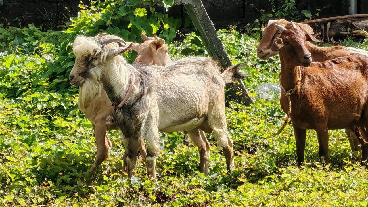 Goat Farmers Adopt These 5 Easy Steps During Changing Seasons Prevent Disease And Reap Significant Benefits