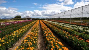 फूलों की फसल बचानी है तो गर्मी में कीटों से रहें सावधान, ये आसान उपाय देंगे तगड़ा फायदा