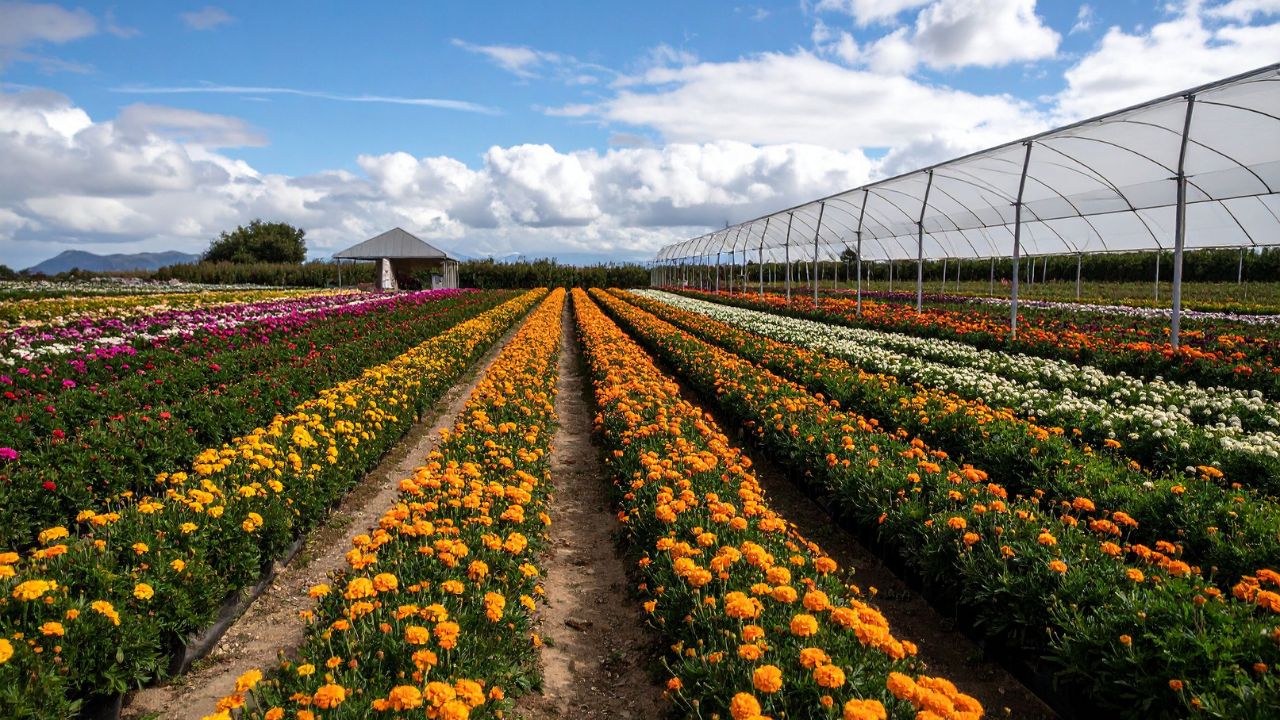 Save Your Flower Crop Beware Pests In Summer These Simple Measures Of Great Benefit