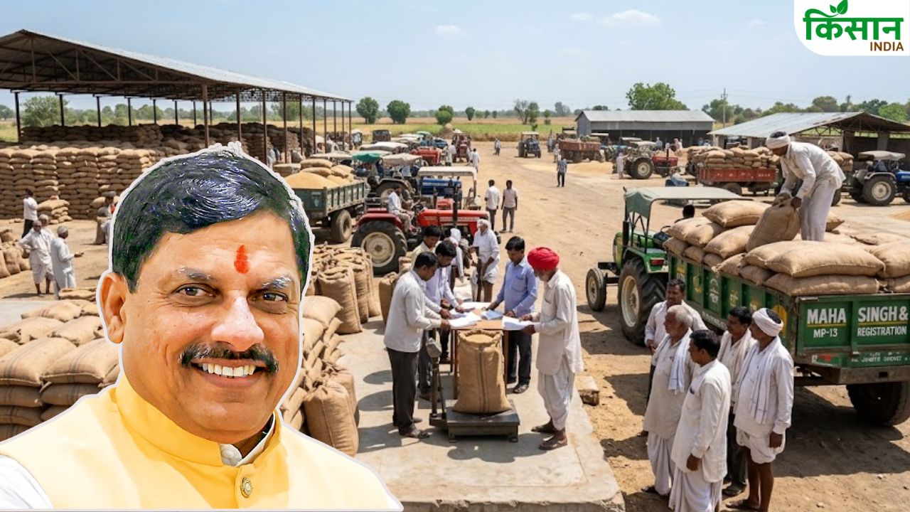 Wheat Procurement 6 37 Crore Rupees Deposited Into Farmers Accounts In Just Two Days Wheat Procurement Picks Up Pace In Madhya Pradesh