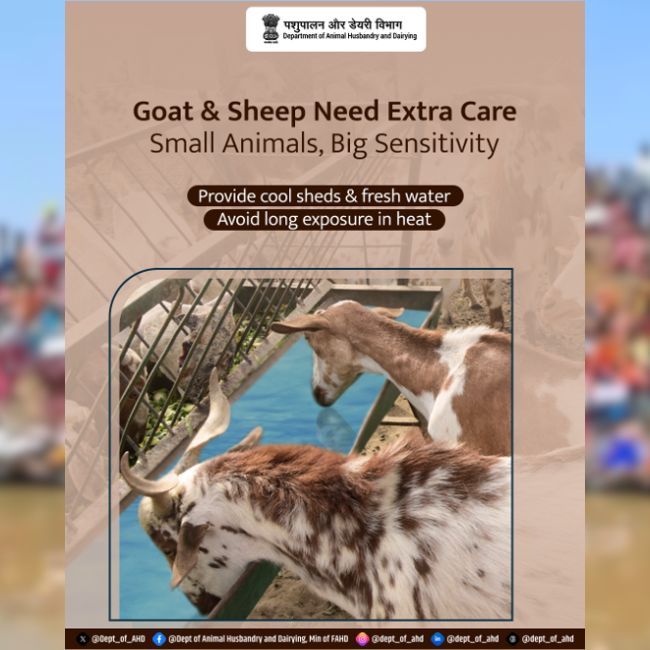 Goat Care, Sheep Care, Summer Livestock, Animal Health, Heat Stress, Dairy Farming