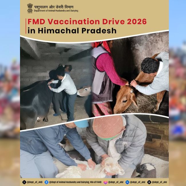 FMD Vaccination, Livestock Health, Animal Husbandry, Dairy Farming, Farmer Income, Disease Prevention, Himachal Pradesh