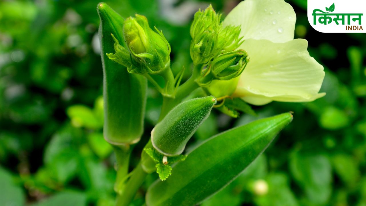 Okra Cultivation Summer Generate Substantial Income Farmers Wealthy Adopting Right Methods