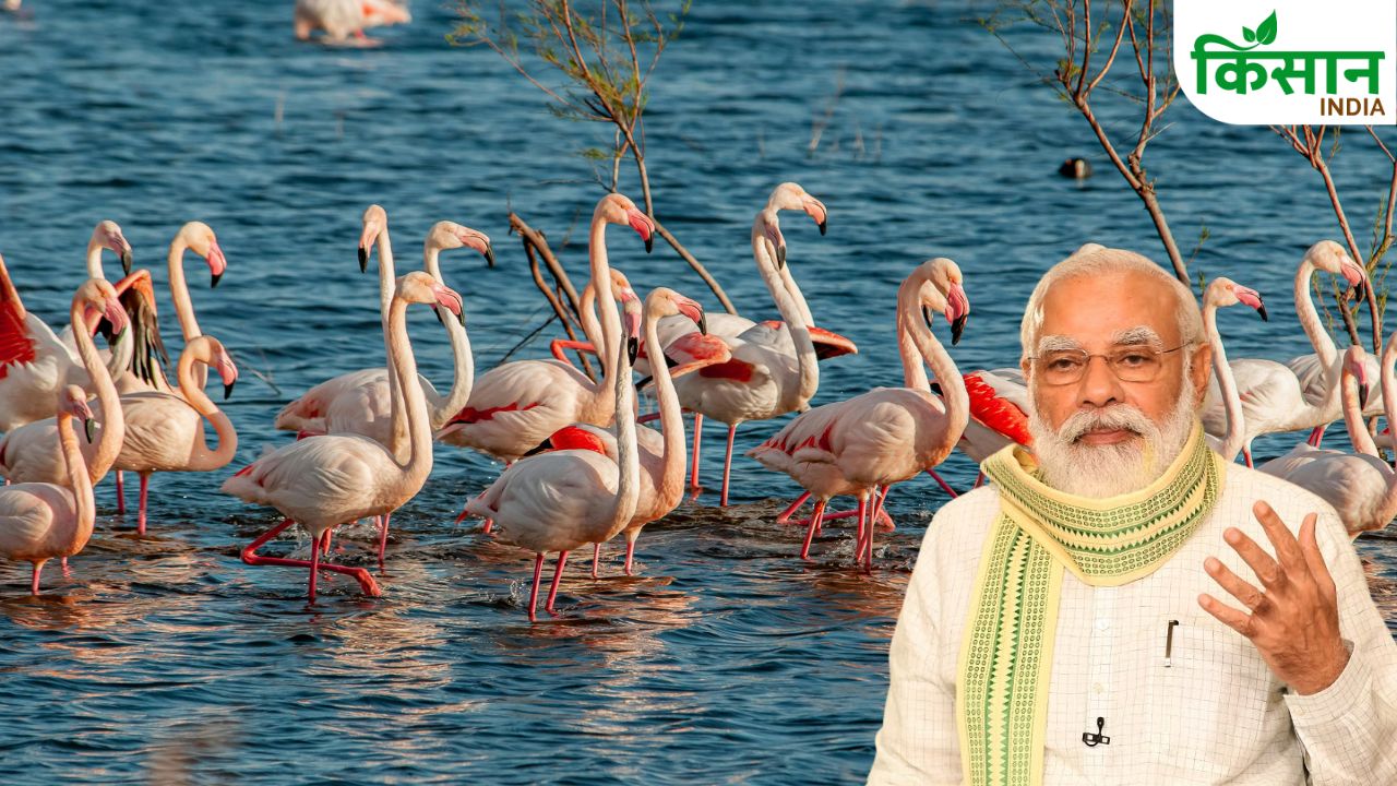 Pm Modi Praises Kutch Flamingo City Calls Birds Lakha Ji Baraati In Mann Ki Baat