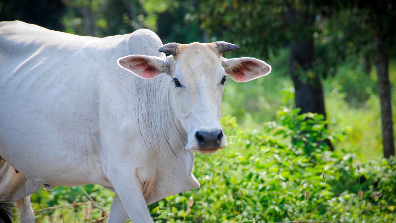 Cow Care Summer Heat Stress Barley Dalia Green Fodder Milk Production Tips