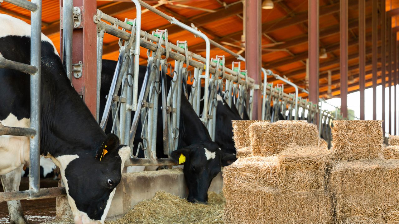 Desi Fodder Storage Bonga Low Cost Animal Feed Storage Farmer Income