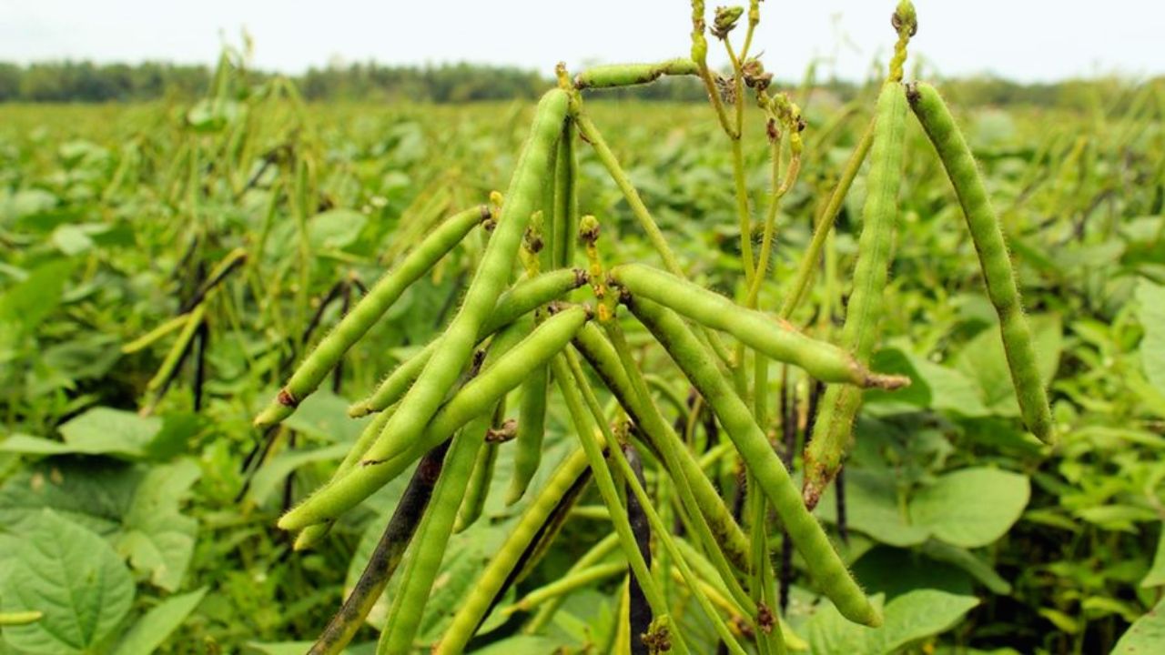 Urad Ki Kheti Urd Crop Yellow Mosaic Disease Causes Symptoms Whitefly Control Treatment