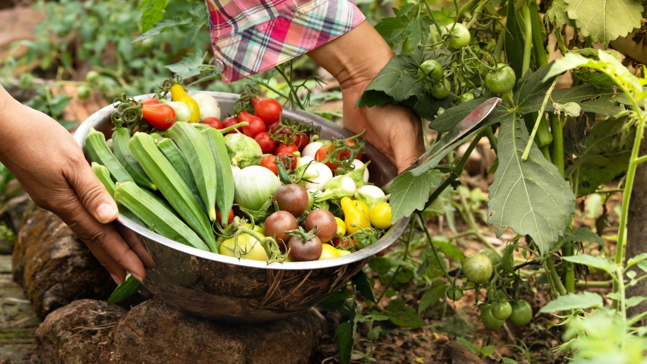 Heatwave Impact On Fruits Vegetables 2026 High Temperature Effects On Crops And Farmers Income