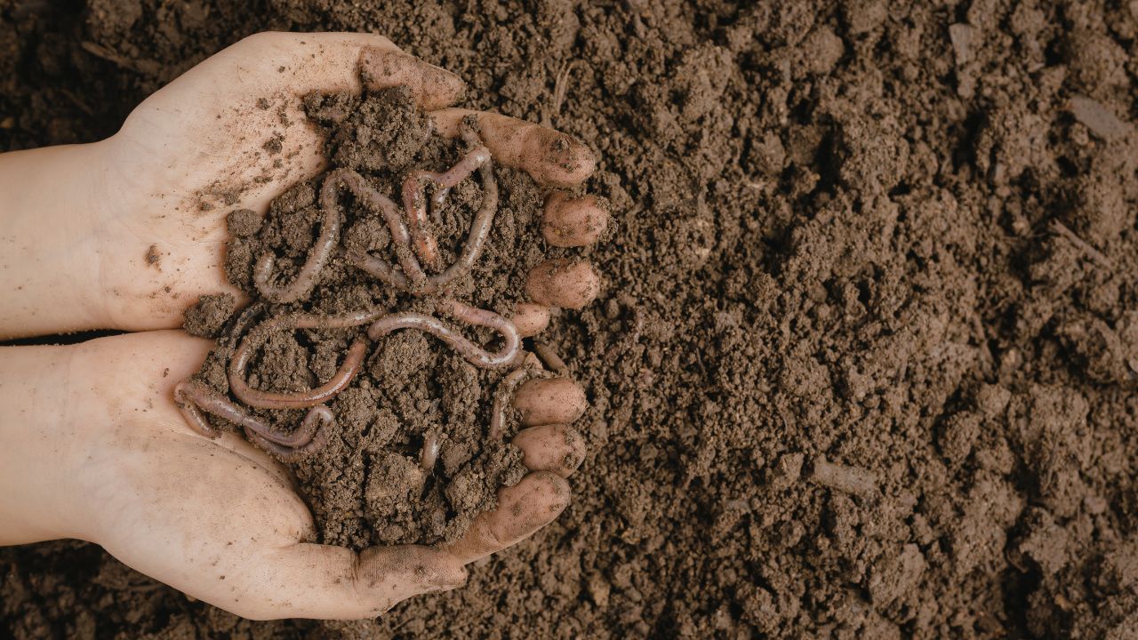 Vermicomposting Business Idea How To Start Worm Farming Earn Profit From Organic Fertilizer