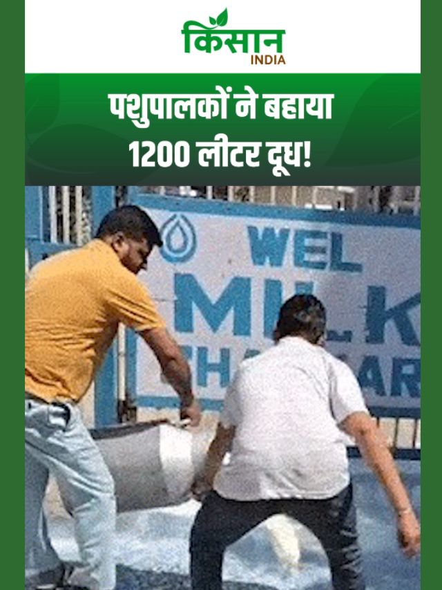 Himachal Pradesh के मंडी में दूध संकट ने पकड़ा तूल, नाराज पशुपालकों ने बहाया 1200 लीटर दूध!