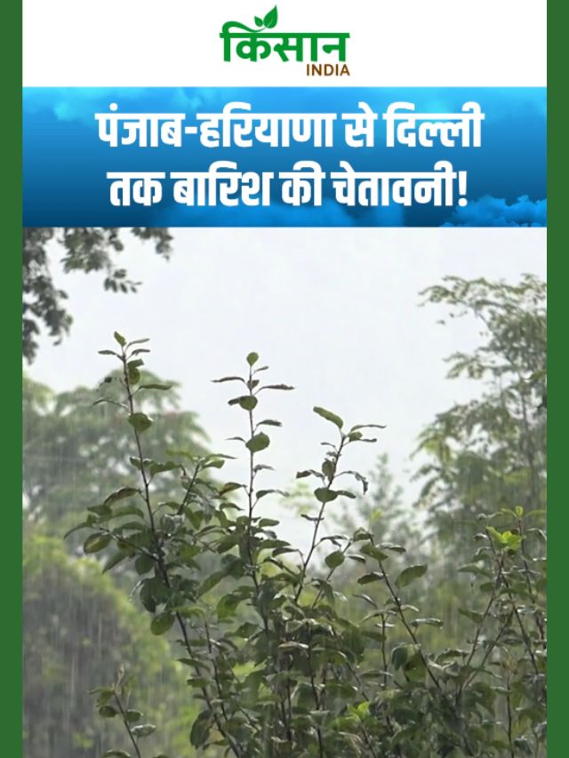 पंजाब से दिल्ली तक बारिश की चेतावनी, कई राज्यों में खड़ी फसलों पर मौसम की मार!