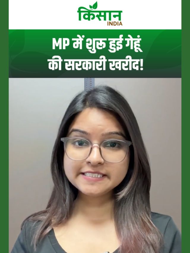 मध्यप्रदेश में शुरू हुई गेहूं की सरकारी खरीद, किसानों को मिलेगा 2700 रुपये प्रति क्विंटल!