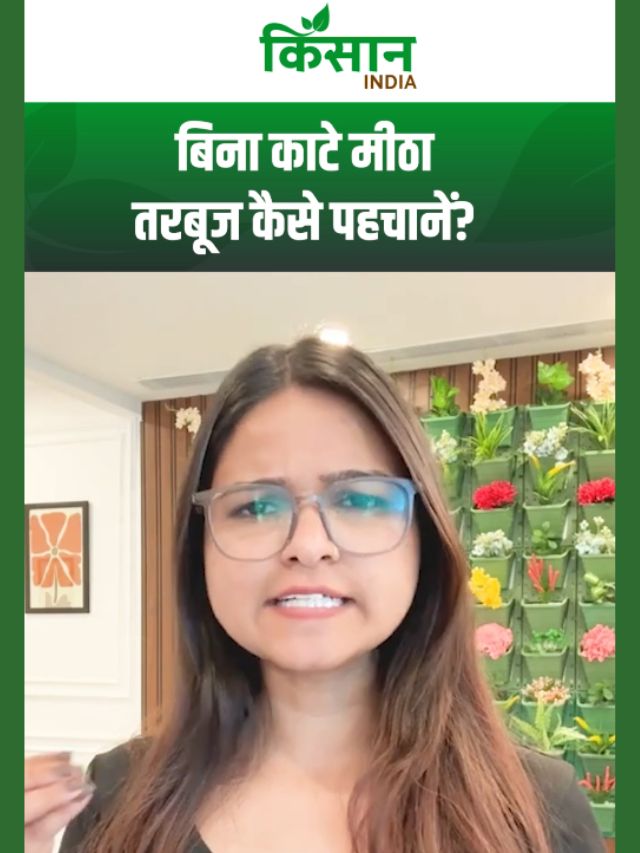 तरबूज खरीदने से पहले जरूर देखें ये बातें, खरीदने से पहले अपनाएं ये देसी ट्रिक्स?