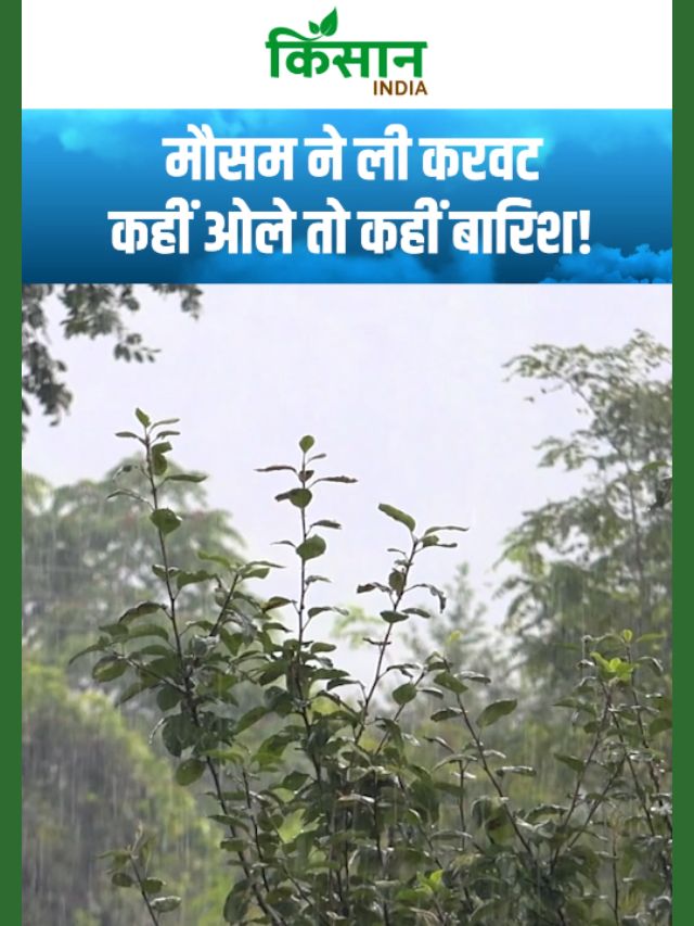 दिल्ली-एनसीआर में बदलेगा मिजाज, कई राज्यों में Yellow Alert, कहीं ओले तो कहीं बारिश!