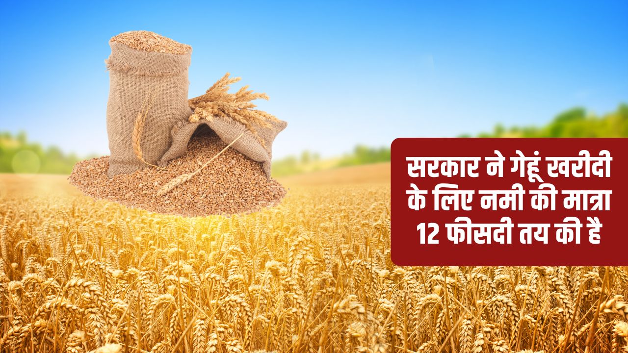 ऐलान के बावजूद 1 अप्रैल को नहीं खरीदा गया गेहूं, खाली हाथ घर लौटे अन्नदाता.. किसान नेताओं में नाराजगी