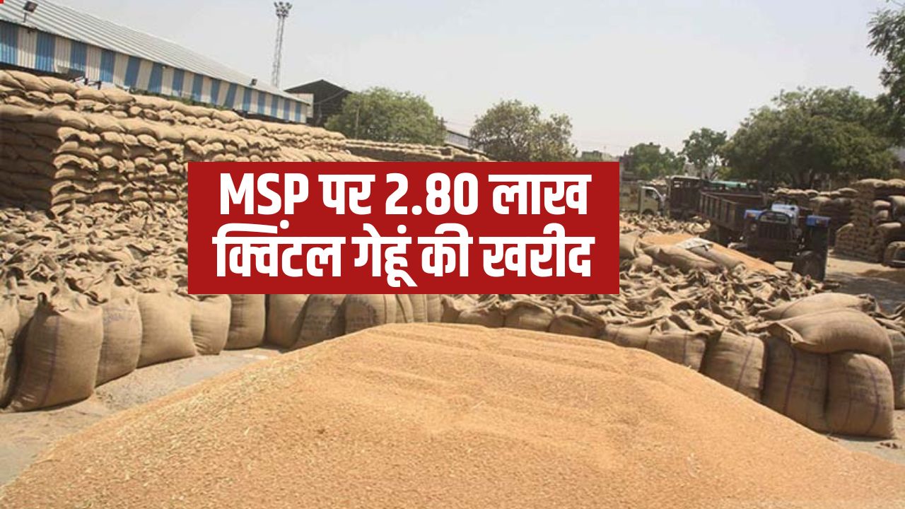 Wheat Procurement Bumper Arrival Wheat In 3 Markets Haryana