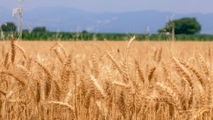 अप्रैल में गेहूं काटने की ये 1 गलती कर देगी आपकी फसल को बर्बाद! जानें सही तरीका वरना होगा भारी नुकसान