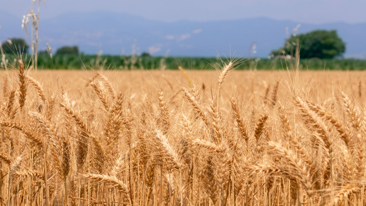 Best Time To Harvest Wheat In April Morning Cutting Tips Bihar Agriculture Department Advisory For Higher Yield